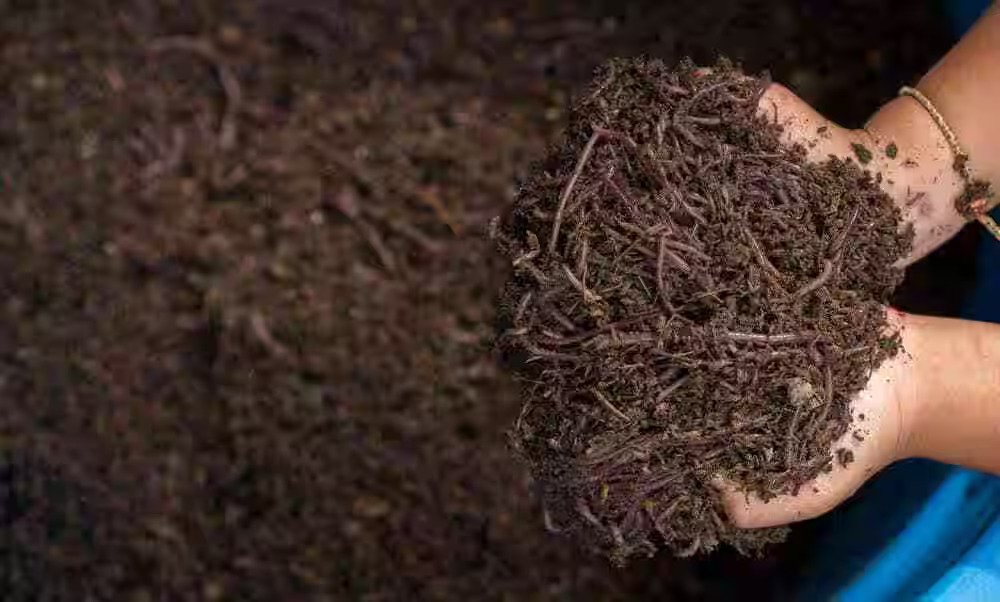5 Smart Ways to Use Vermicompost Fertilizer in Your Home Garden
