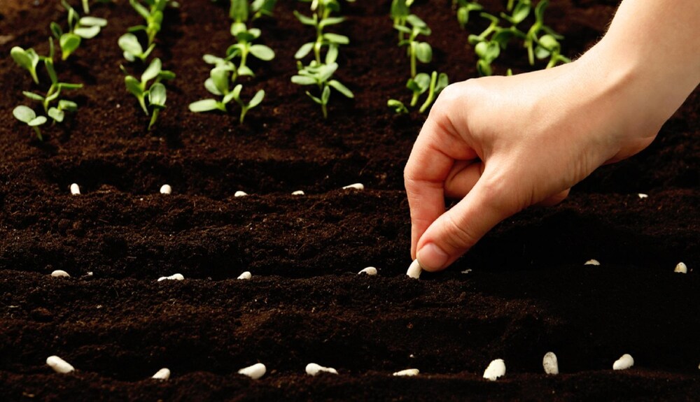 Why Vermicompost Fertilizer Is the Best Organic Choice for Every Gardener?