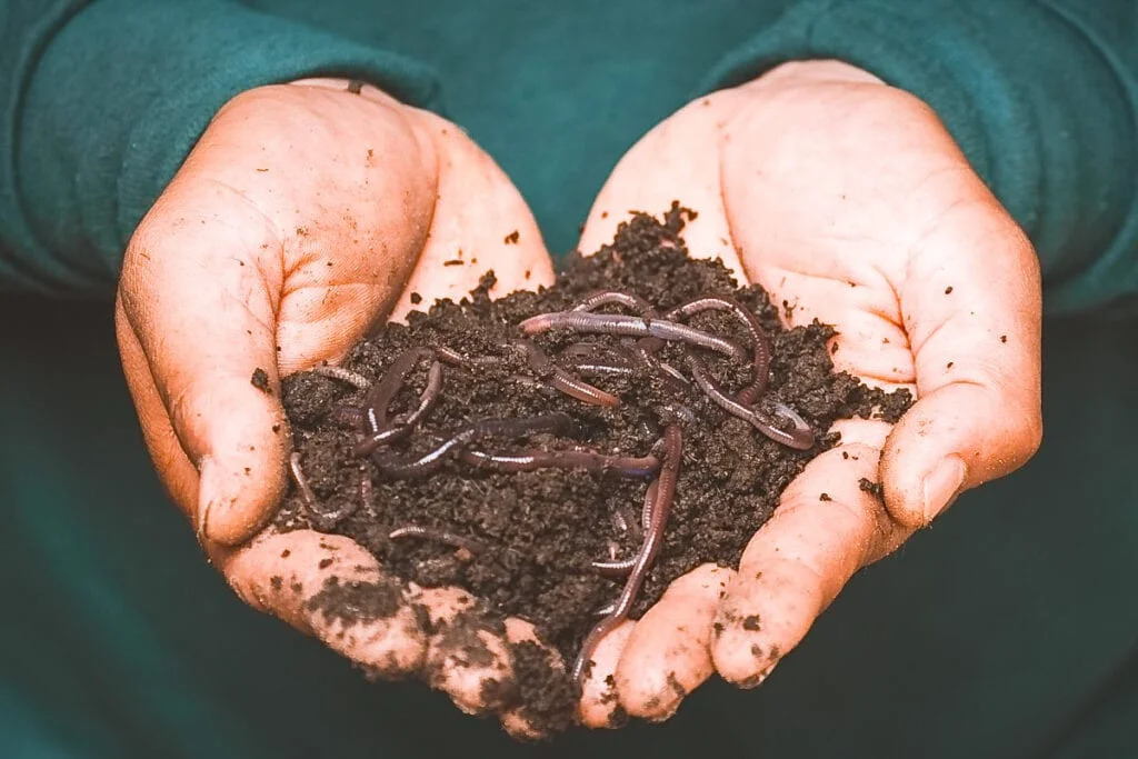 Why Vermicompost Fertilizer Is the Best Organic Solution for Healthy Plants?