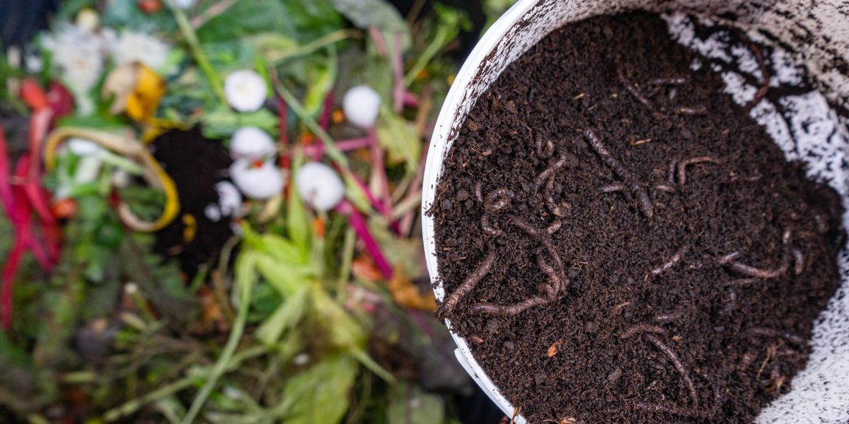 Choosing the Best Vermicompost Fertilizer Exporter in Belgium: A Guide