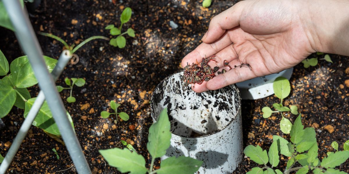 Finding a Reliable Vermicompost Fertilizer Supplier in Belgium