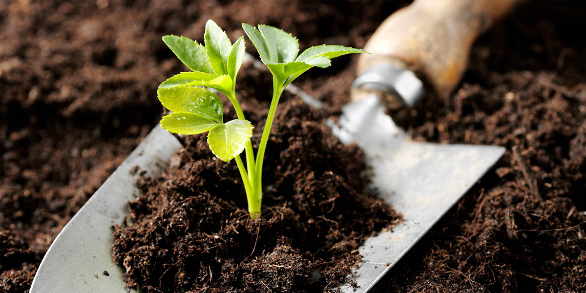 Your Guide to Choosing the Best Vermicompost Fertilizer Supplier in the Netherlands
